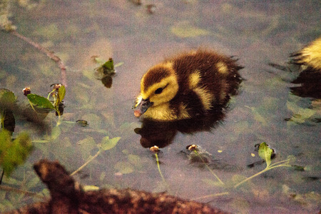 Baby Muscovy ducklings Cairina moschata flock together in a pond in Naples, Florida in summer.の写真素材