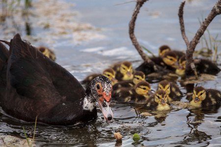 Mother and Baby Muscovy ducklings Cairina moschata flock together in a pond in Naples, Florida in summer.の写真素材