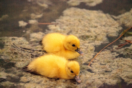 Baby Muscovy ducklings Cairina moschata flock together in a pond in Naples, Florida in summer.の写真素材