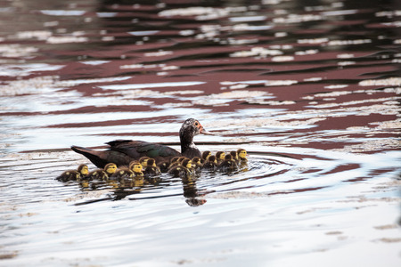 Mother and Baby Muscovy ducklings Cairina moschata flock together in a pond in Naples, Florida in summer.の写真素材