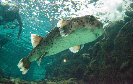 Spot-fin porcupinefish diodon hystrix  swims across a coral reef.