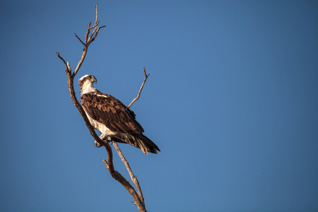 Osprey bird of prey Pandion haliaetus sits in a dead tree over Clam pass in Naples, Florida in the morning.の写真素材