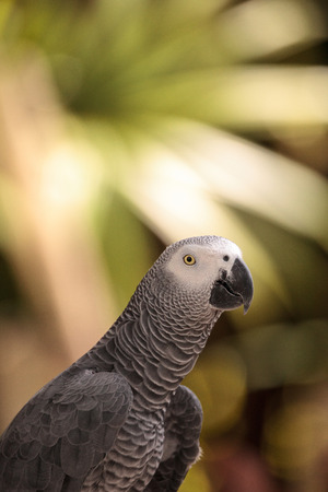 Pet African grey parrot Psittacus erithacus perches on wood play gym.の写真素材