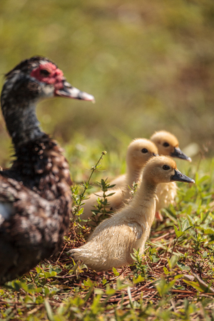Baby Muscovy ducklings Cairina moschata flock together in a pond in Naples, Florida in summer.の写真素材