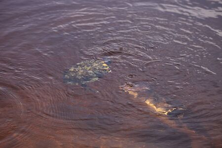 Florida softshell turtle Apalone ferox swims in a pond in Naples, Florida