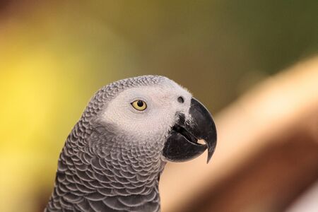 Pet African grey parrot Psittacus erithacus perches on wood play gym.