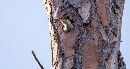 Red-bellied woodpecker Melanerpes carolinus chick begs its parents for food from its nest hole in...