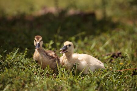 Yellow Baby Muscovy ducklings Cairina moschata in a pond in Naples, Florida in summer.