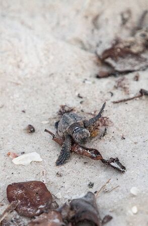 Hatchling baby loggerhead sea turtles Caretta caretta climb out of their nest and make their way to...