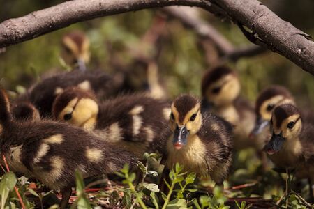 Little brown Baby Muscovy ducklings Cairina moschata flock together in a pond in Naples, Florida in summer.の写真素材