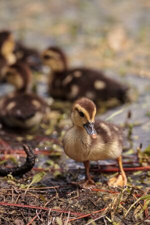 Little brown Baby Muscovy ducklings Cairina moschata flock together in a pond in Naples, Florida in...