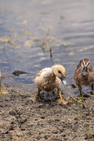 Adolescent juvenile muscovoy duckling Cairina moschata before feathers are fully formed in Naples, Floridaの写真素材