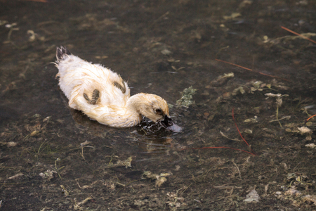 Adolescent juvenile muscovoy duckling Cairina moschata before feathers are fully formed in Naples, Floridaの写真素材