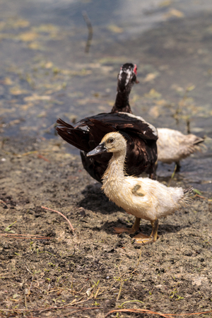 Adolescent juvenile muscovoy duckling Cairina moschata before feathers are fully formed in Naples, Floridaの写真素材