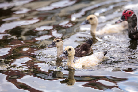 Adolescent juvenile muscovoy duckling Cairina moschata before feathers are fully formed in Naples, Floridaの写真素材