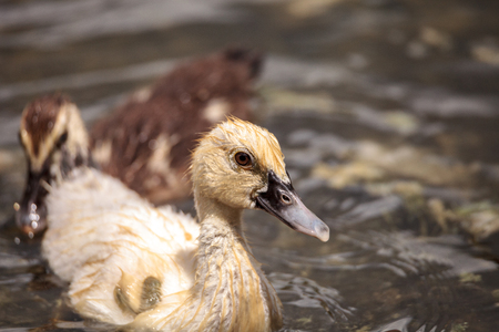Adolescent juvenile muscovoy duckling Cairina moschata before feathers are fully formed in Naples, Floridaの写真素材