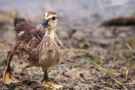 Adolescent juvenile muscovoy duckling Cairina moschata before feathers are fully formed in Naples, Floridaの写真素材