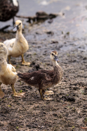 Adolescent juvenile muscovoy duckling Cairina moschata before feathers are fully formed in Naples, Floridaの写真素材