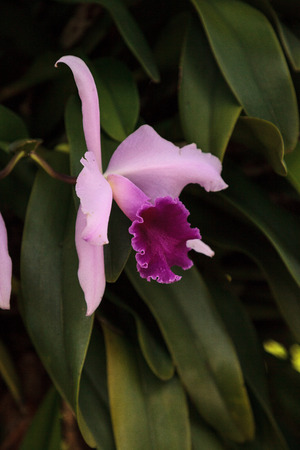 Crimson cattleya orchid flower Cattleya labiate blooms in a tropical garden.の写真素材