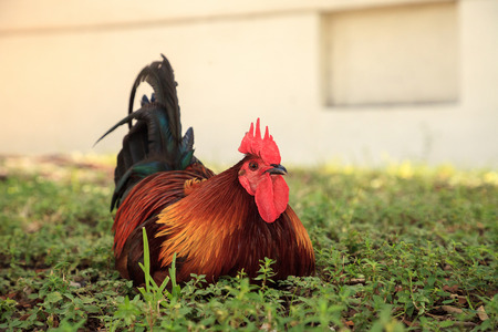 Roosters and chickens, called gypsy chickens or Cubalaya by the locals of Key West, Florida, do as...