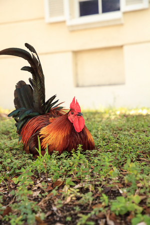 Roosters and chickens, called gypsy chickens or Cubalaya by the locals of Key West, Florida, do as they please around the town.の写真素材