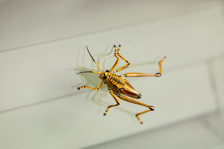 Orange, yellow and red Eastern lubber grasshopper Romalea microptera also called Romalea guttata...