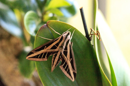 Sphinx moth Sphingidae with large wings rests in Naples, Florida.の写真素材