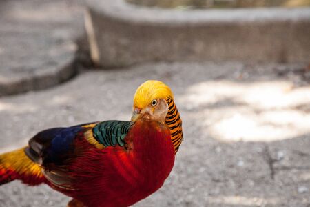 Male Golden pheasant also called the Chinese pheasant or chrysolophus pictus is known as a game...