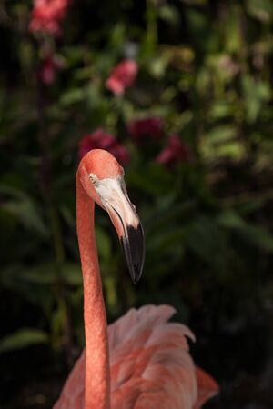 Caribbean flamingo Phoenicopterus ruber in a tropical garden in southwestern Florida.