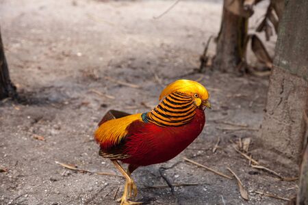Male Golden pheasant also called the Chinese pheasant or chrysolophus pictus is known as a game...