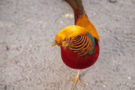 Male Golden pheasant also called the Chinese pheasant or chrysolophus pictus is known as a game...