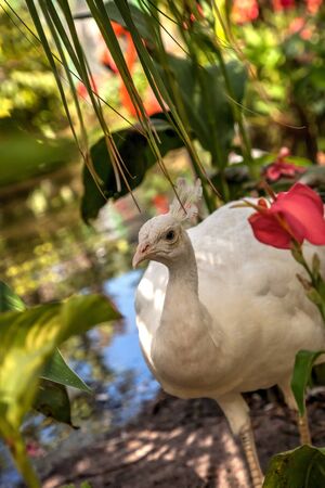 White peacock or white peafowl is also called Pavo cristatus in a garden in southwestern Florida.