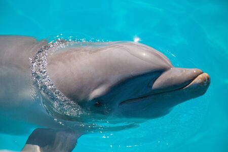 Bottlenose dolphin Tursiops truncatus swims along the shoreline of Key West, Florida in summer.の写真素材