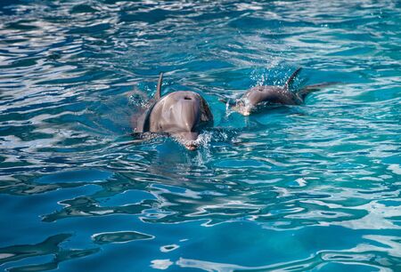 Bottlenose dolphin Tursiops truncatus swims along the shoreline of Key West, Florida in summer.