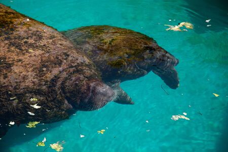 Florida manatee also called the West Indian manatee or sea cow Trichechus manatus swims in brackish...