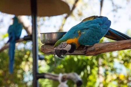 Blue and gold macaw bird Ara ararauna perches in captivity in Florida