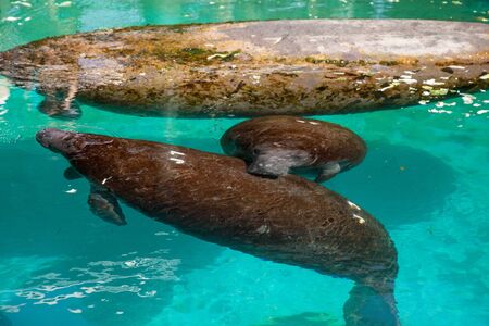 Florida manatee also called the West Indian manatee or sea cow Trichechus manatus swims in brackish...