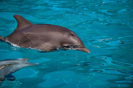 Bottlenose dolphin Tursiops truncatus swims along the shoreline of Key West, Florida in summer.の写真素材