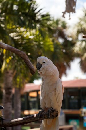 Salmon-crested cockatoo Cacatua moluccensis is endemic to the Seram archipelago in eastern Indonesia