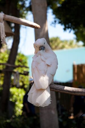 Salmon-crested cockatoo Cacatua moluccensis is endemic to the Seram archipelago in eastern Indonesiaの写真素材