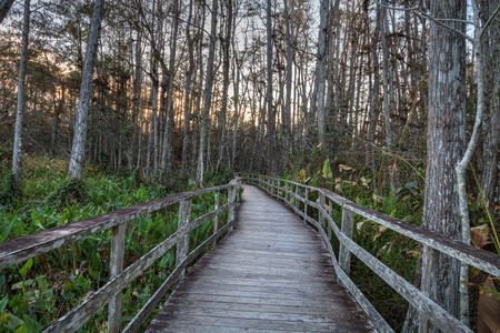 Sunset golden sky over the bare trees and boardwalk at Corkscrew Sanctuary Swamp in Naples, Floridaの写真素材