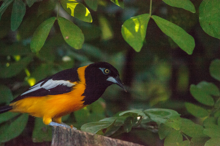 Venezuelan troupial bird Icterus icterus found in the tropical forests of Venezuela.の写真素材