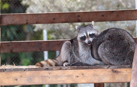 Playing raccoon Procyon lotor pair on a porch in Southern Floridaの写真素材