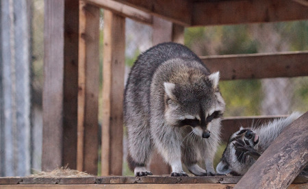 Playing raccoon Procyon lotor pair on a porch in Southern Floridaの写真素材