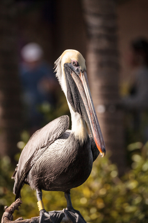 Courting brown pelican Pelecanus occidentalis in a pond in Southern Florida.の写真素材