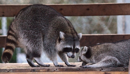 Playing raccoon Procyon lotor pair on a porch in Southern Floridaの写真素材