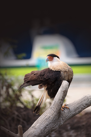 Crested caracara bird Caracara cheriway perched on a branch in Southern Florida.
