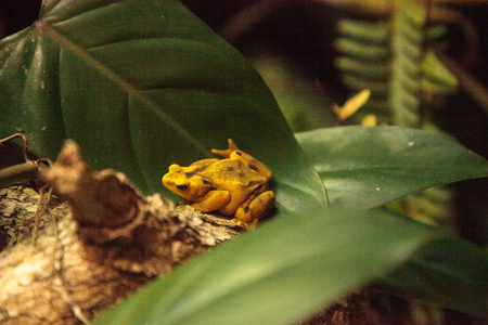 Panamanian Golden Frog Atelopus zeteki is rare and endemic to Panama.の写真素材
