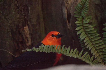Scarlet-Headed Blackbird Amblyramphus holosericeus perches in a bush in South America.