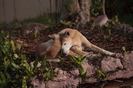 Old elderly New Guinea Singing Dog Canis lupus dingo relaxes under a tree.の写真素材